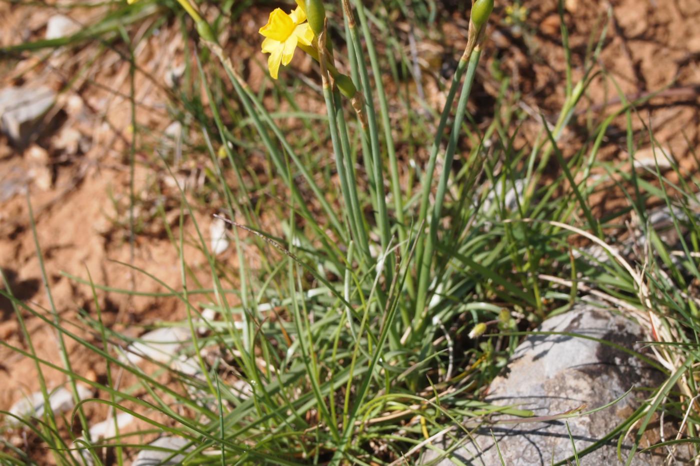 Jonquile, Rush-leaved leaf